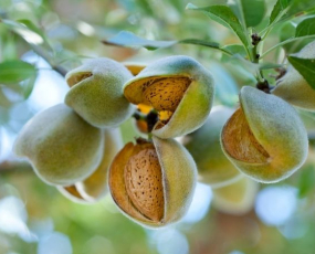 Bật mí cách ăn hạt hạnh nhân đúng cách