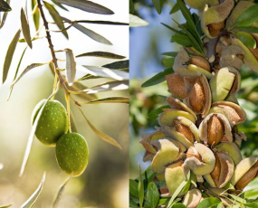 Hạnh nhân ăn có giảm cân không?