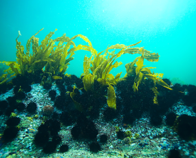 Rong biển ăn chay được không? Các món chay được chế biến từ rong biển