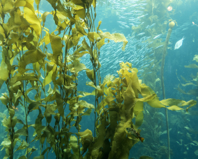 Tác dụng của rong biển đối với sức khỏe